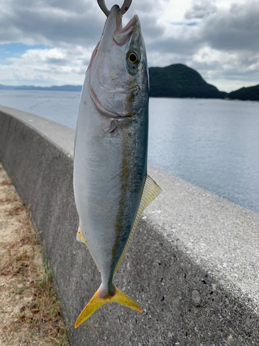 ハマチの釣果