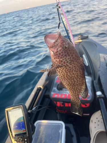 オオモンハタの釣果