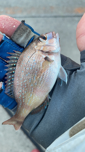 アイナメの釣果