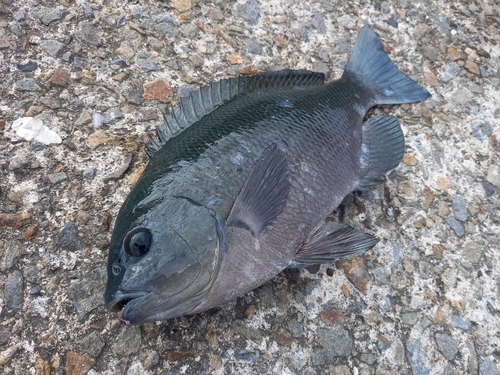 クチブトグレの釣果