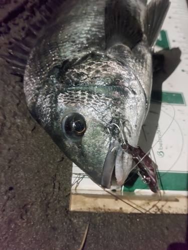 クロダイの釣果