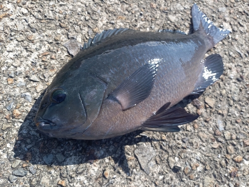 クチブトグレの釣果