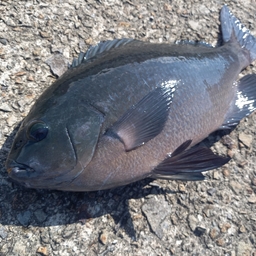 クチブトグレ