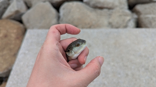 クサフグの釣果