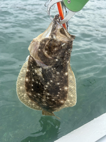 ヒラメの釣果