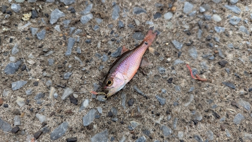 ネンブツダイの釣果