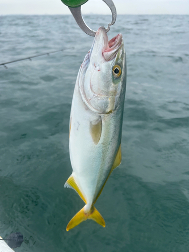 イナダの釣果