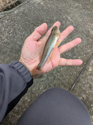 ハゼの釣果