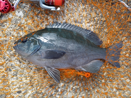 クチブトグレの釣果