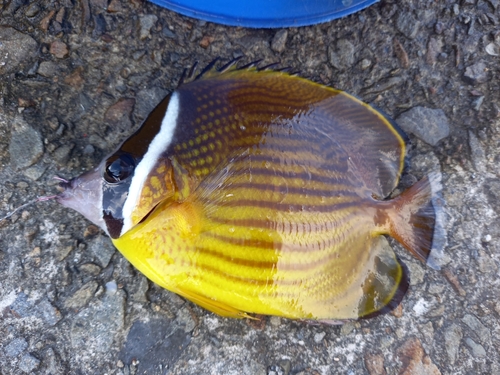 チョウチョウウオの釣果