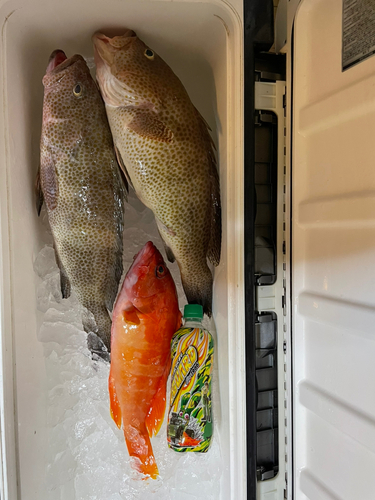 アオハタの釣果