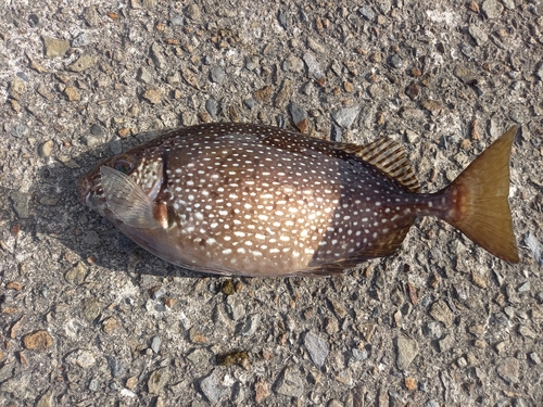 アイゴの釣果