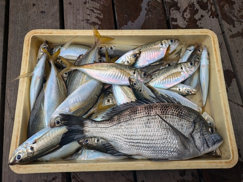 アジの釣果