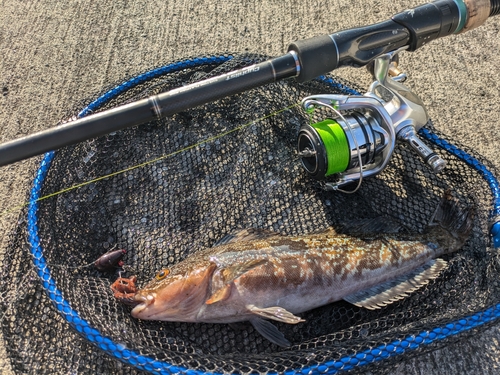 アイナメの釣果