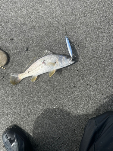 シログチの釣果