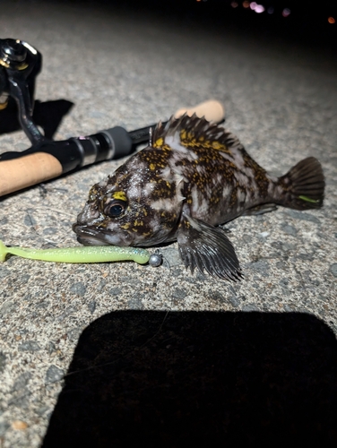 オウゴンムラソイの釣果