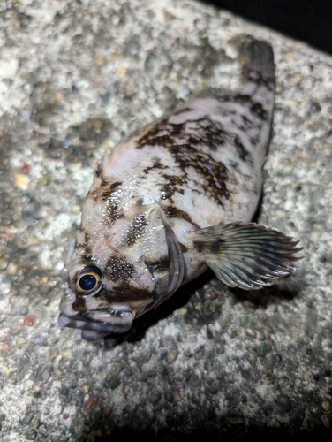 ムラソイの釣果