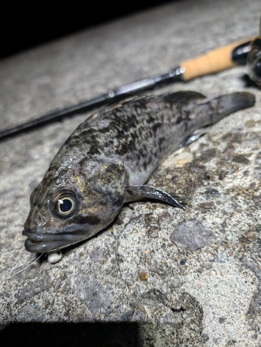 シマソイの釣果