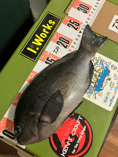 クチブトグレの釣果