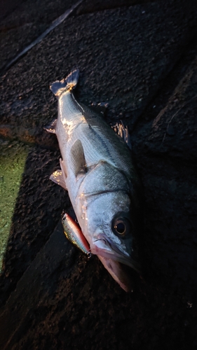 フッコ（マルスズキ）の釣果