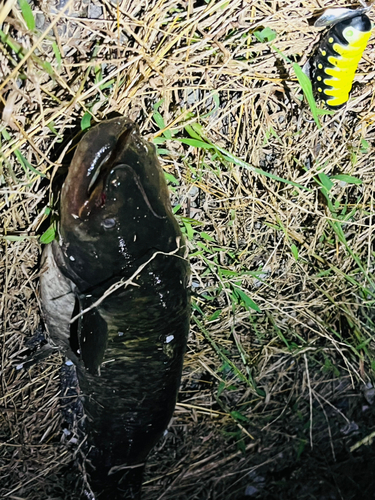 ナマズの釣果