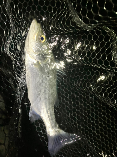 ヒラスズキの釣果