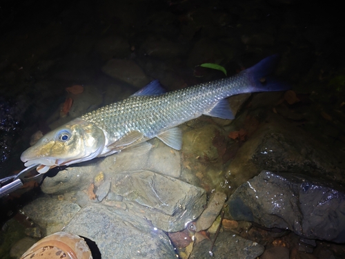 ニゴイの釣果