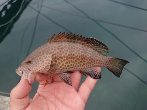 オオモンハタの釣果