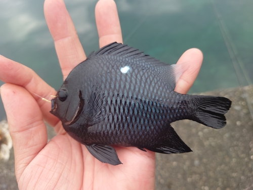 ミツボシクロスズメダイの釣果