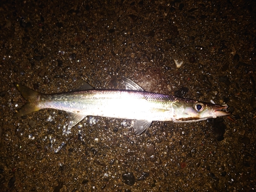 アカカマスの釣果