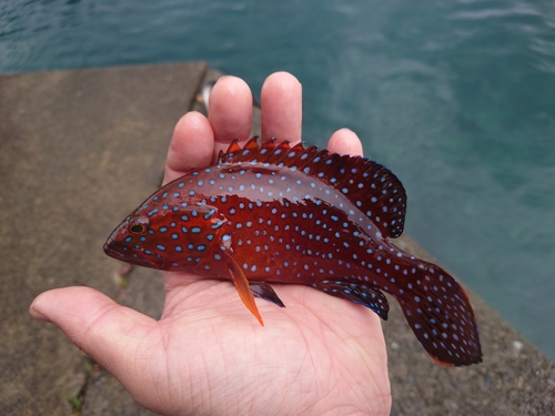 ユカタハタの釣果