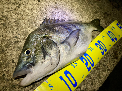 クロダイの釣果