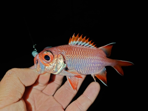 アカマツカサの釣果