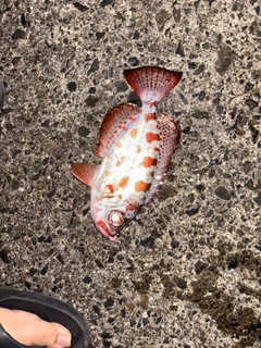 ゴマヒレキントキの釣果