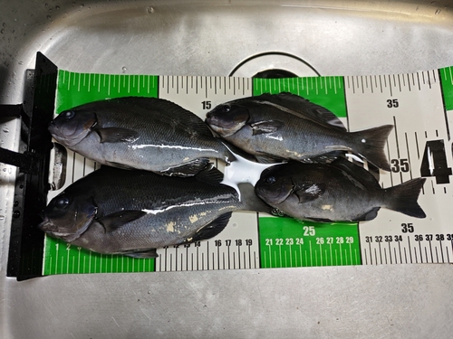 クロメジナの釣果