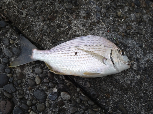 ヘダイの釣果