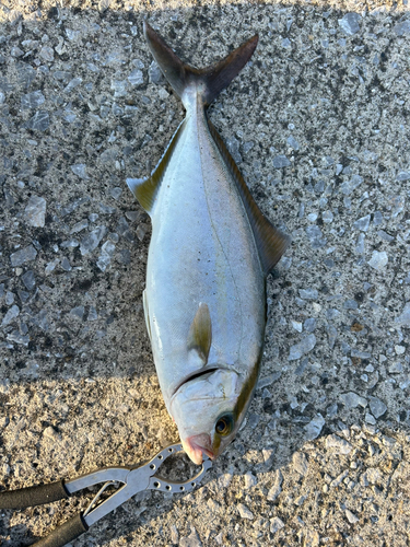 ショゴの釣果