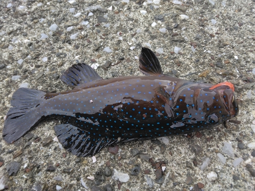 アオノメハタの釣果