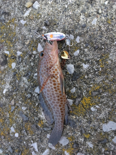 オオモンハタの釣果