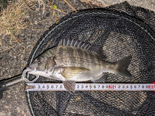 クロダイの釣果