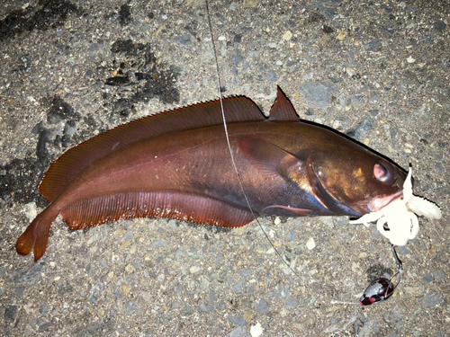 ドンコの釣果