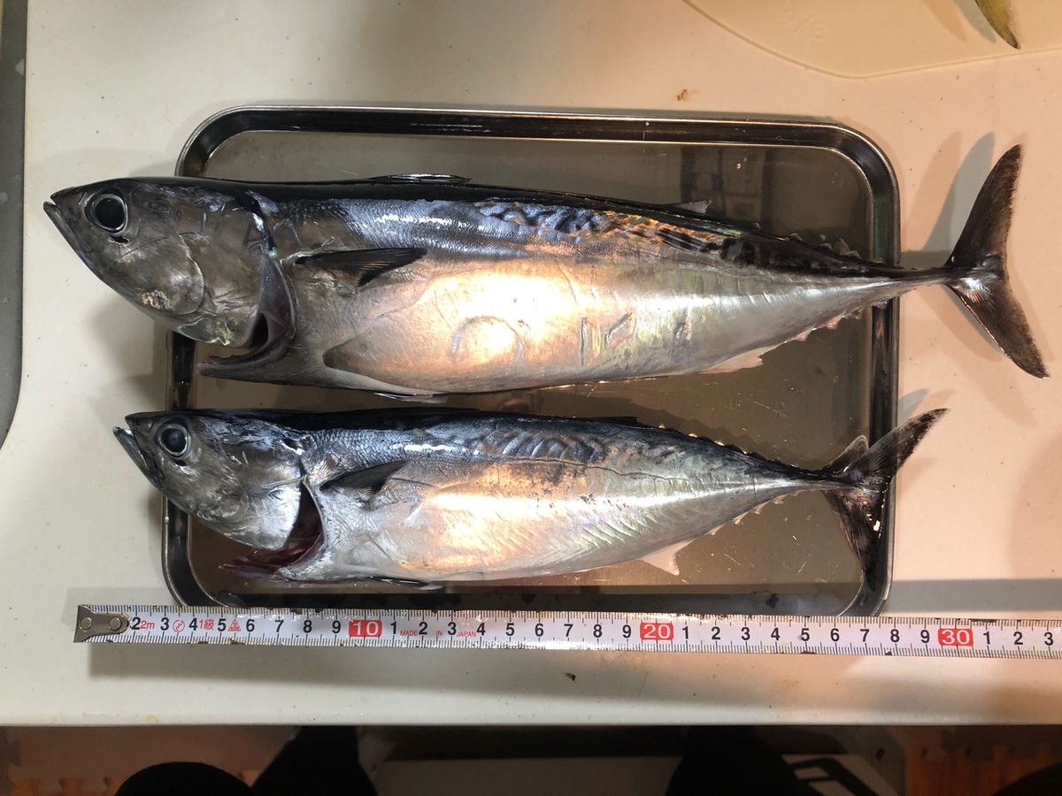 1/144さんの釣果 2枚目の画像