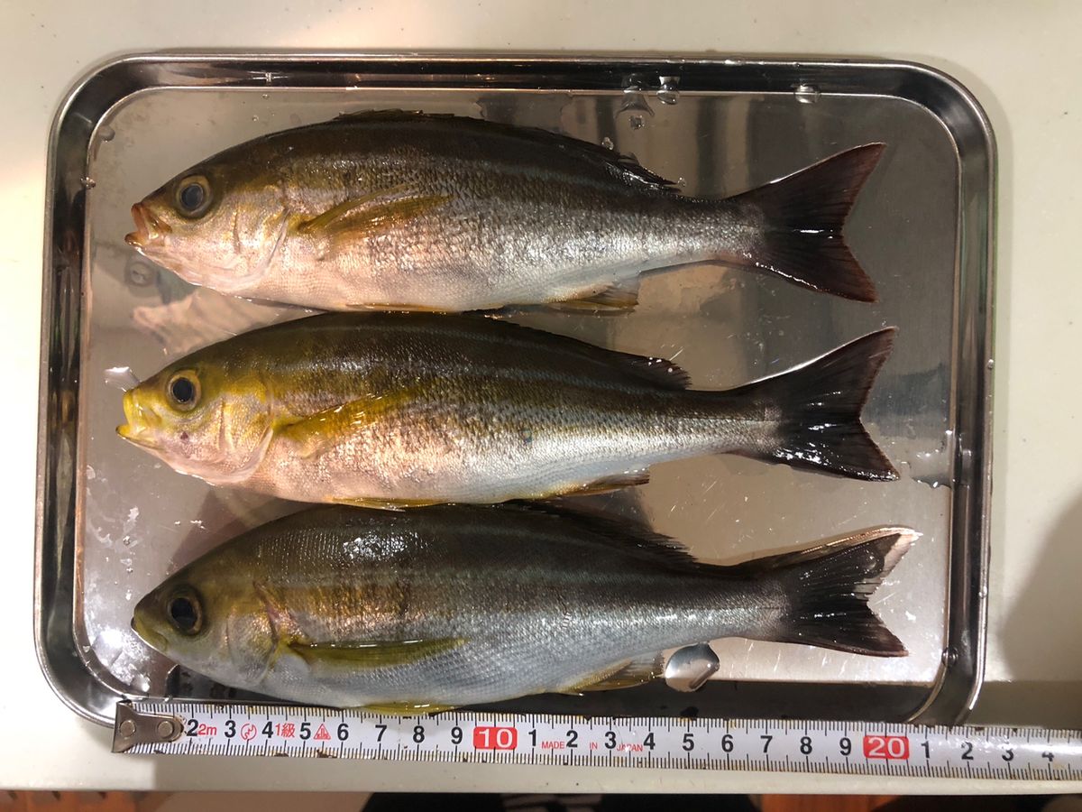 1/144さんの釣果 3枚目の画像