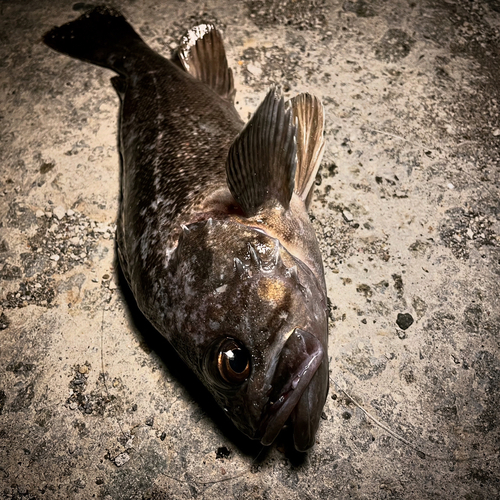 クロソイの釣果