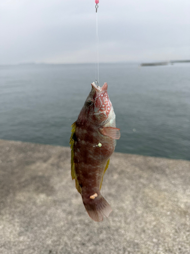 ホシササノハベラの釣果