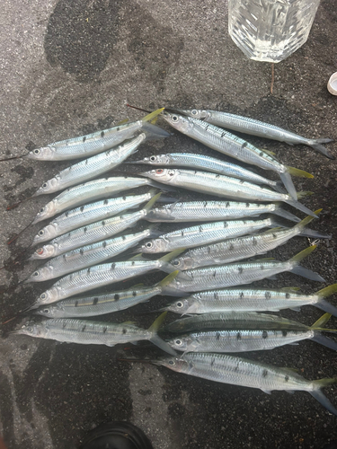 ホシザヨリの釣果