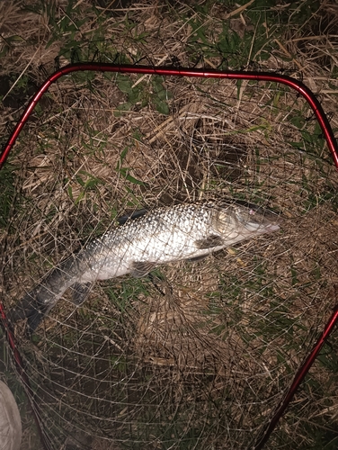 ニゴイの釣果