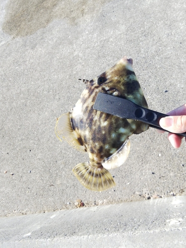 カワハギの釣果