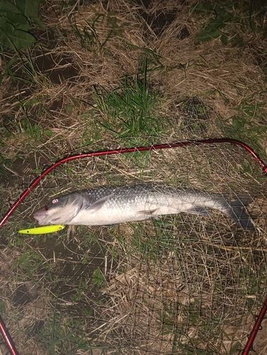 ニゴイの釣果