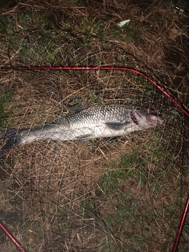 ニゴイの釣果